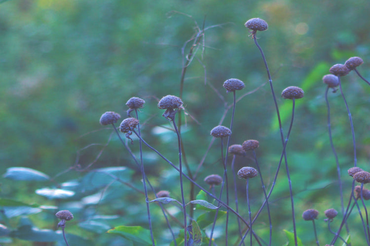 Faded Nature Backgrounds