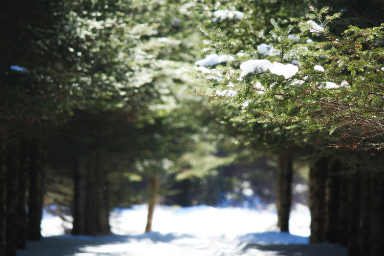 Wisconsin Woodlands, Prairies, Marshes and Meadows