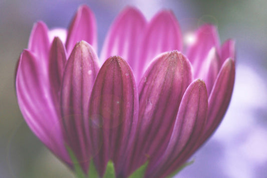 Cape Marguerite