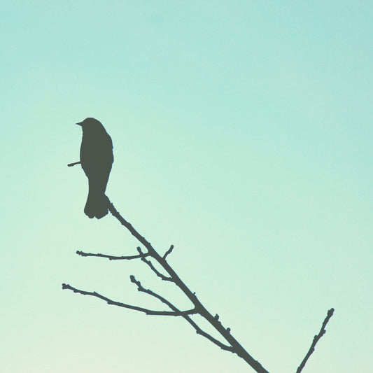 Bird silhouette