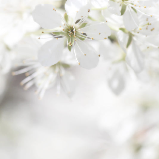 Crabapple Blossoms
