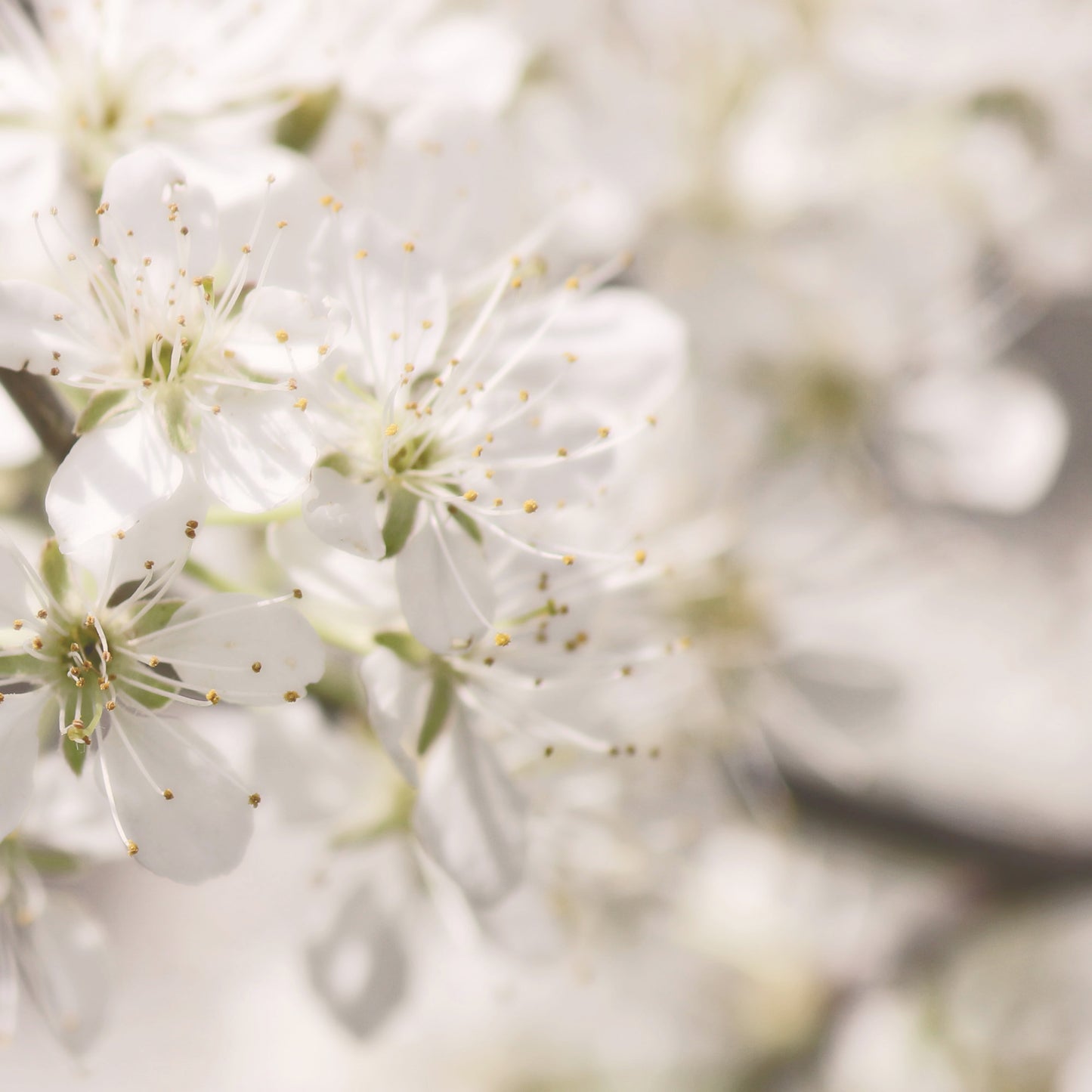 Apple blossoms