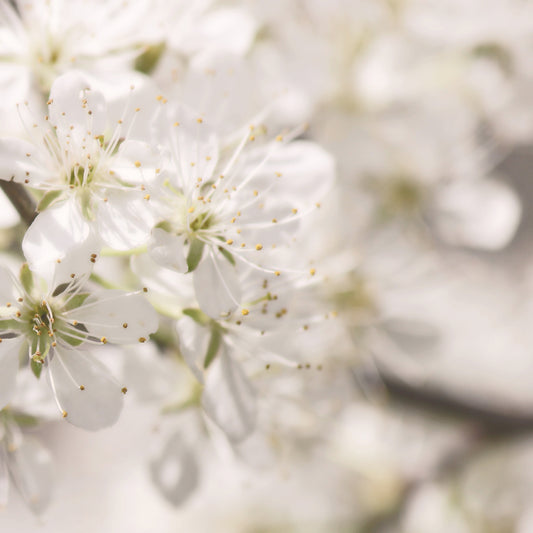 Apple blossoms