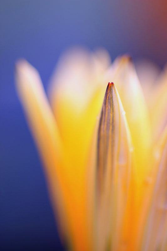Abstract bloom