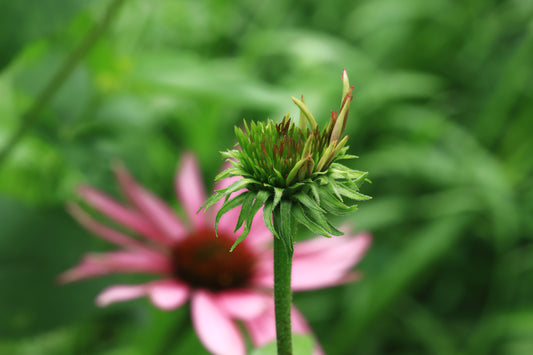 Echinacea Blooming