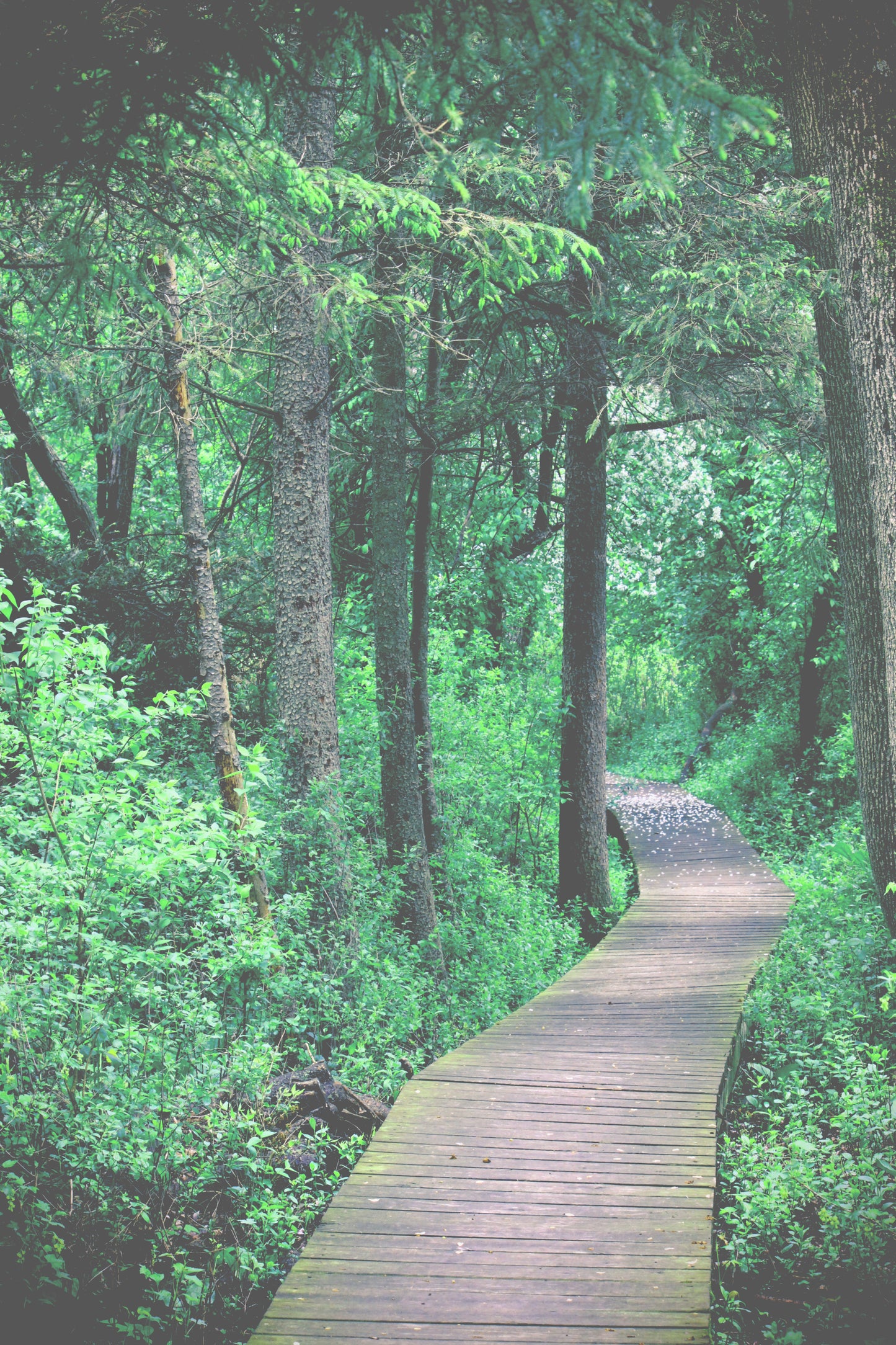 Apple blossoms trail