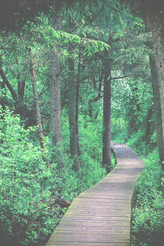 Apple blossoms trail