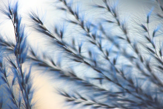 Chinese Silver grass