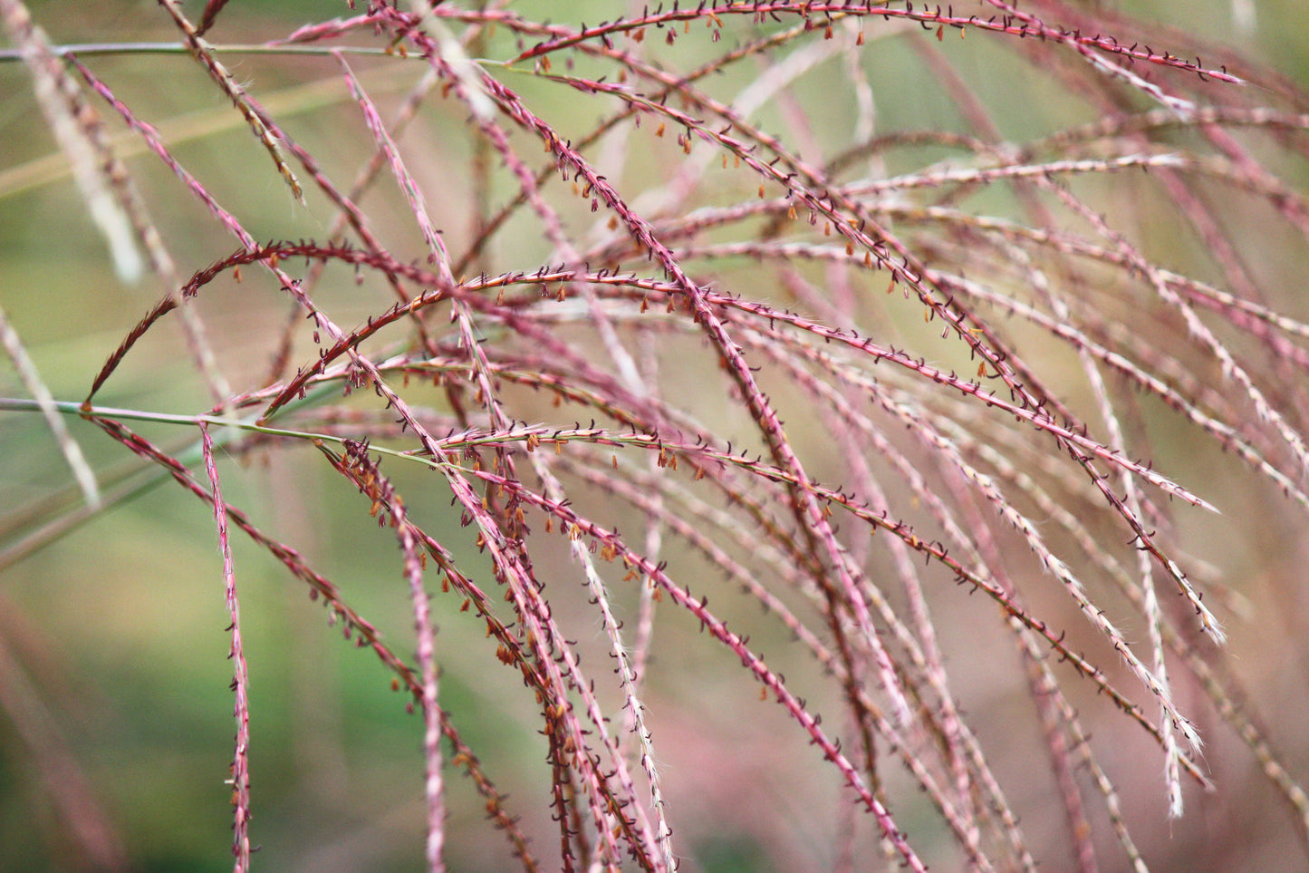 Chinese Silver Grass