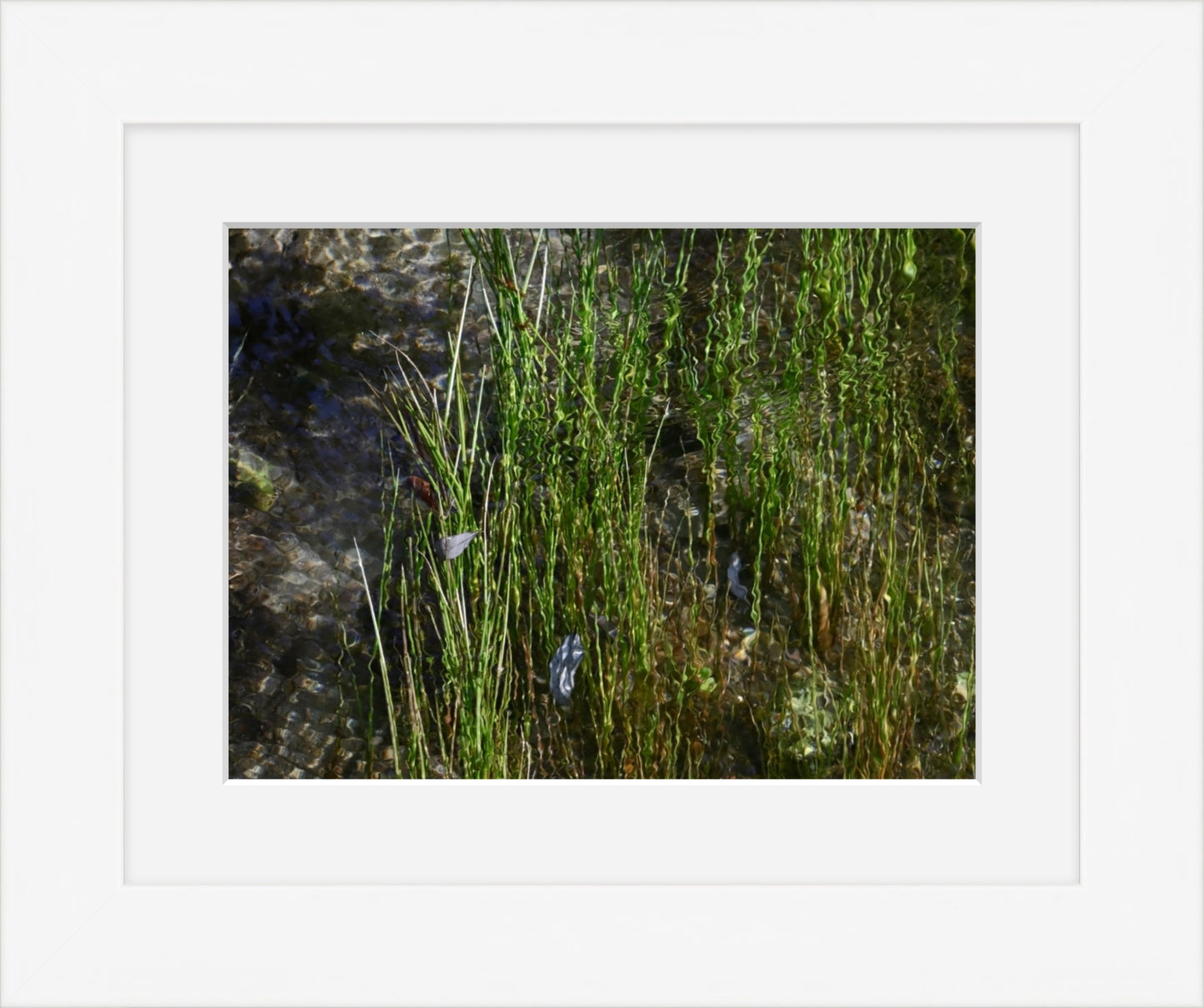Stream grasses