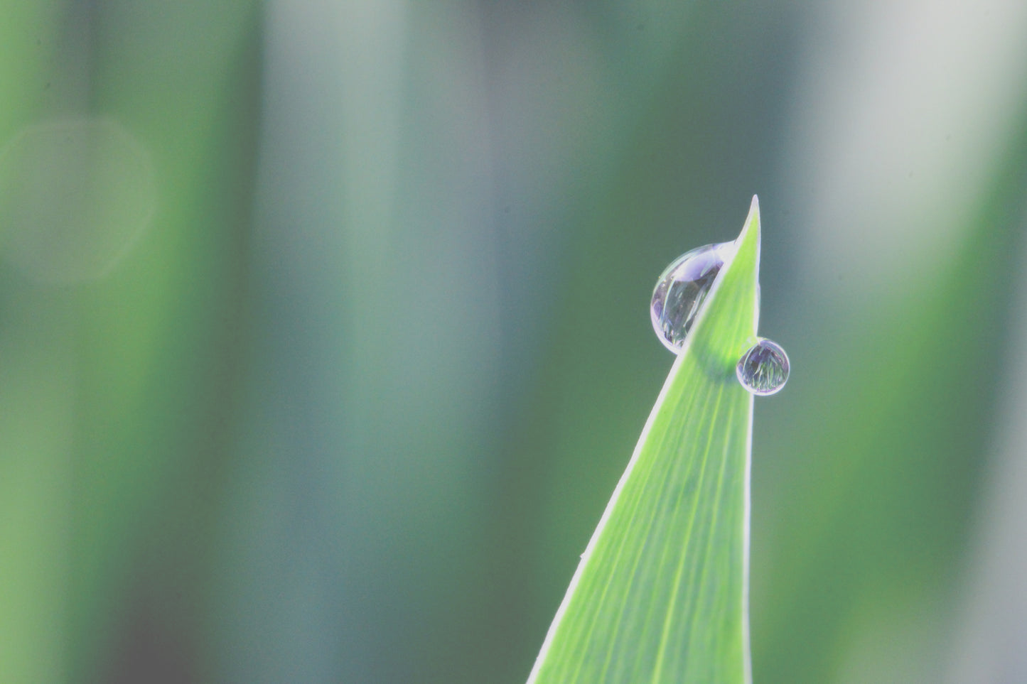 Drops of rain