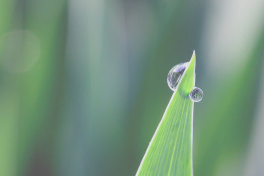 Drops of rain