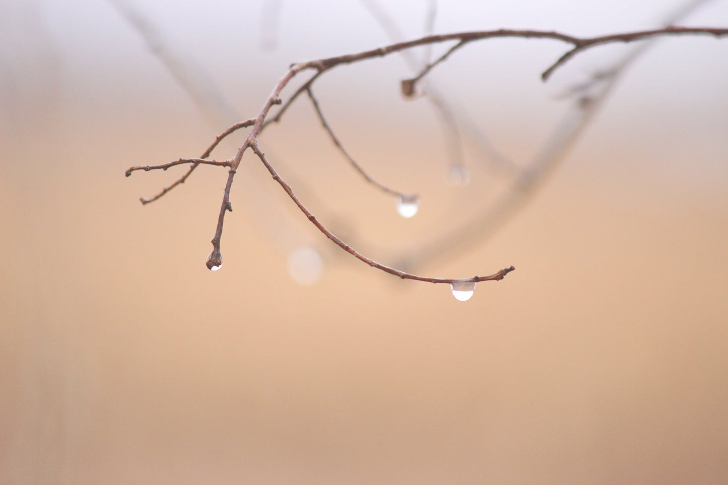 Drops
