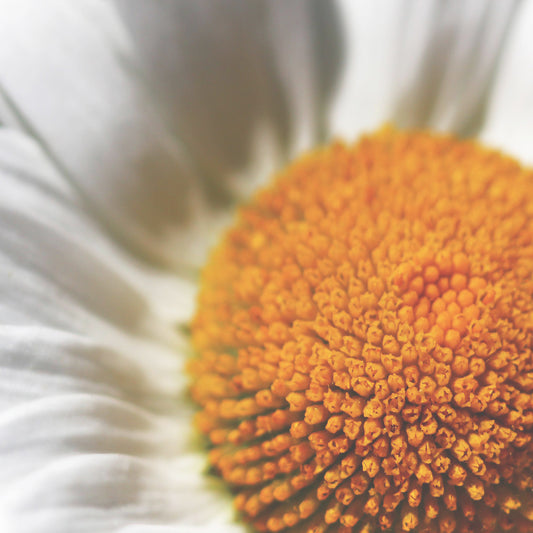 Daisy background