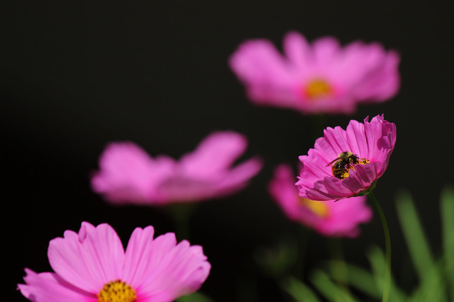 Bee pollinating Cosmos