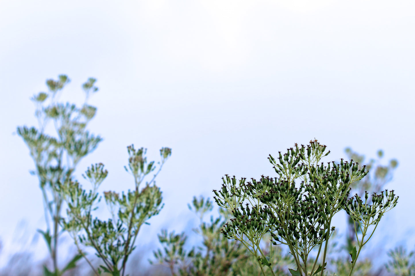 Boneset in autumn