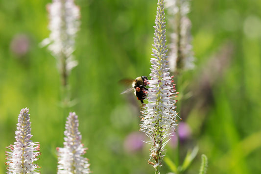 Culver's root