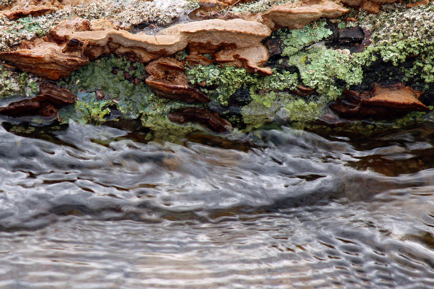 Bracket fungus over water