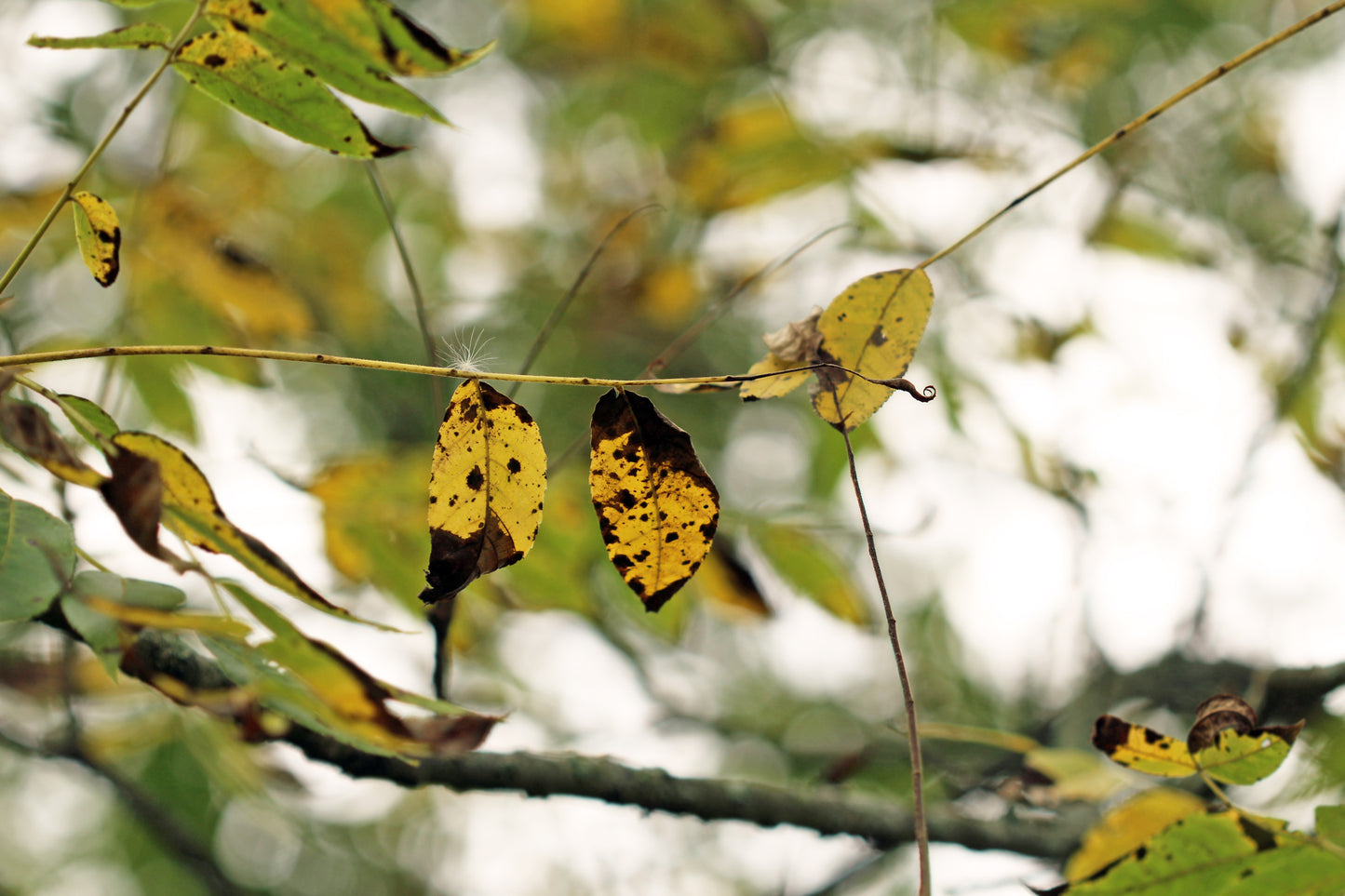Autumn element