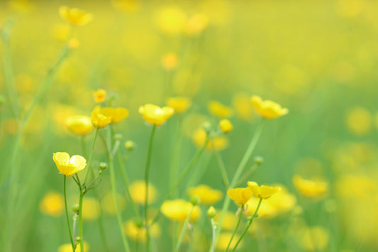 Buttercups