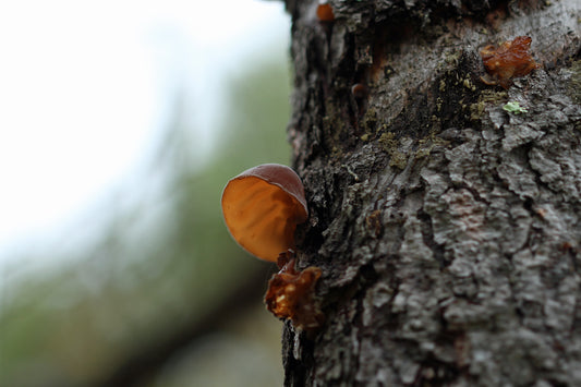 Wood ear
