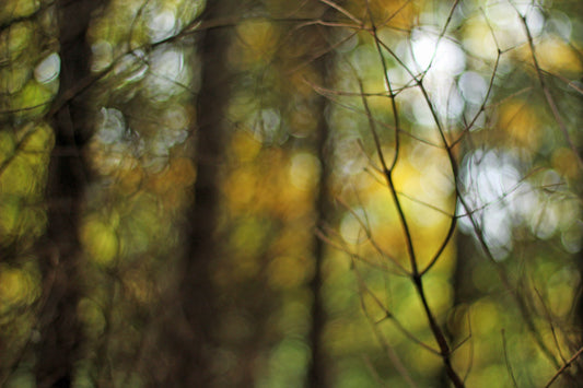 Defocused autumn moment