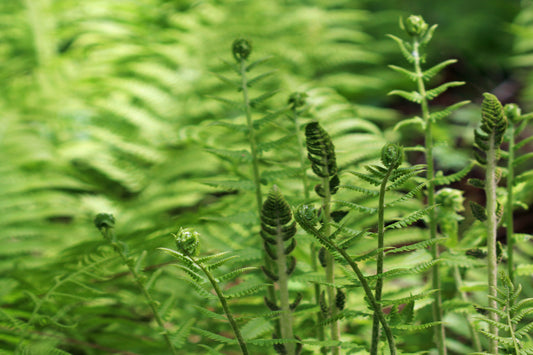 Cinnamon Fern fronds