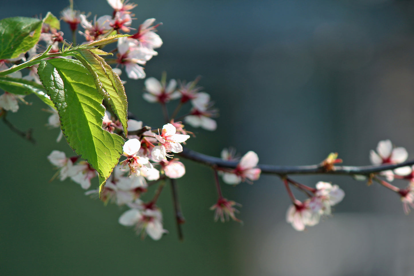 Crabapple