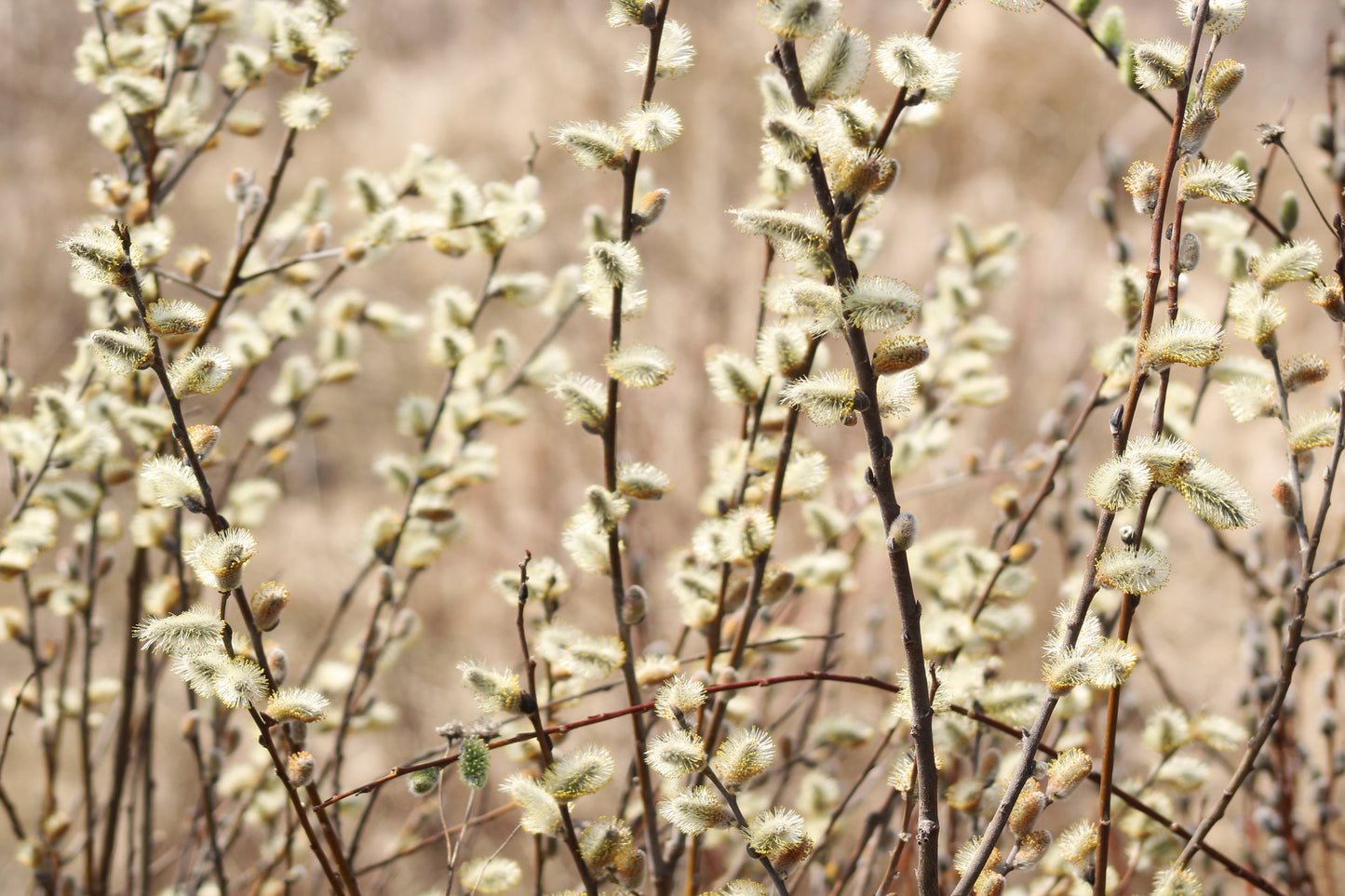 Catkins
