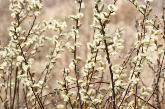 Catkins