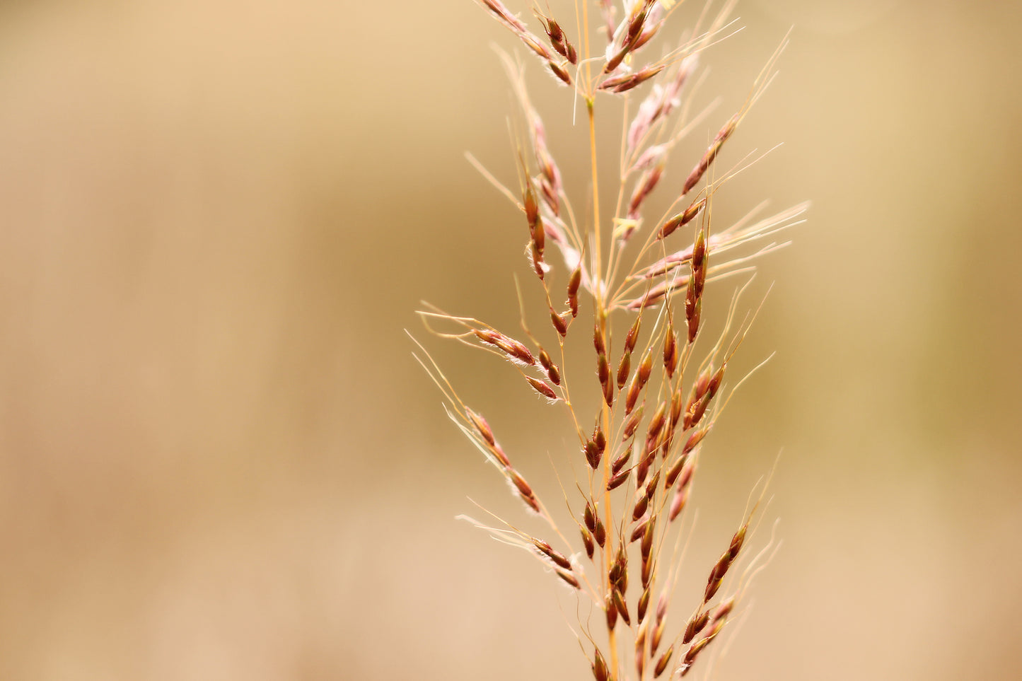 Macro Yellow Indiangrass