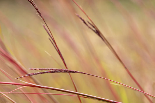 Big bluestem  grass