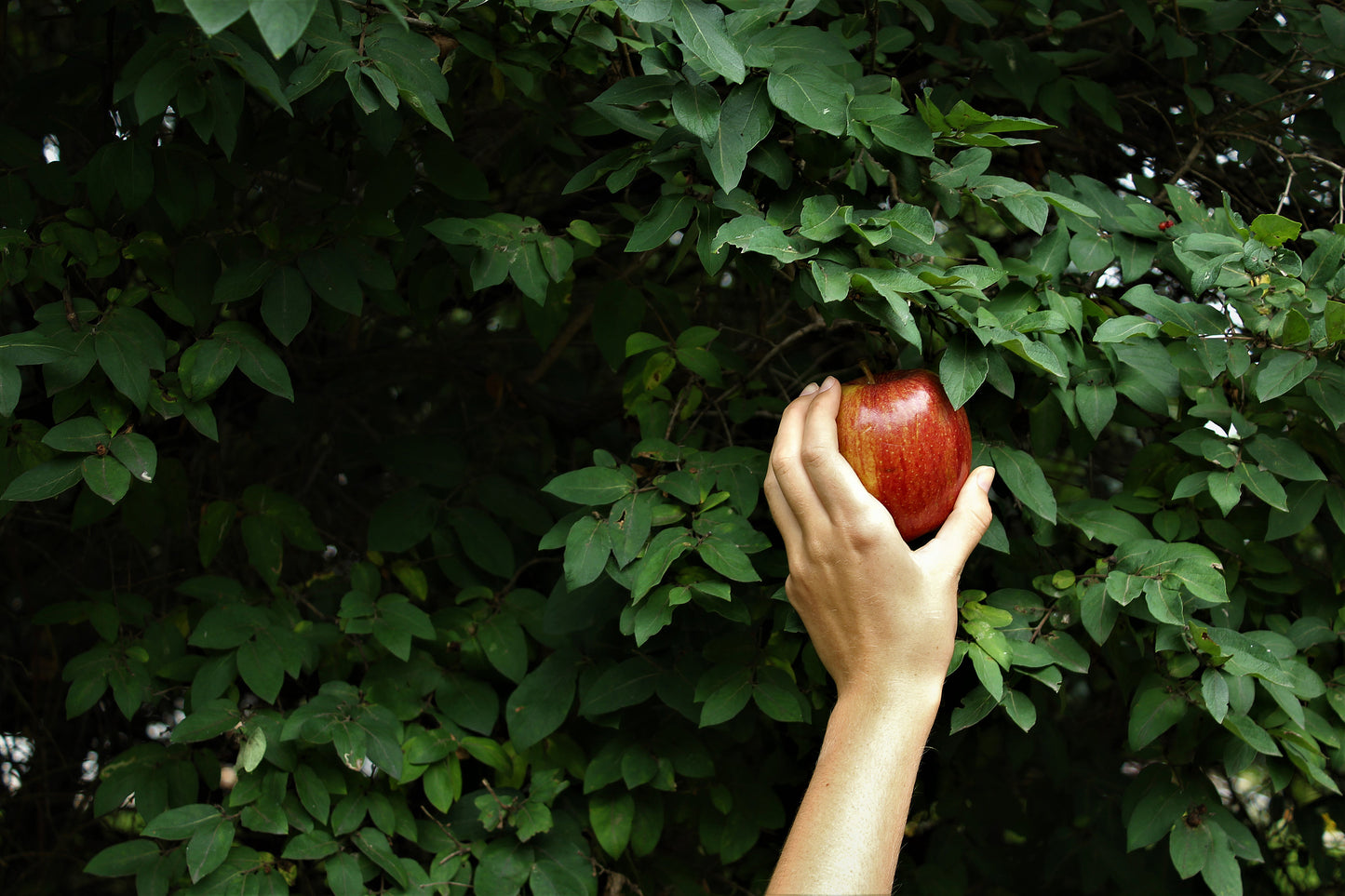 Eve in the garden