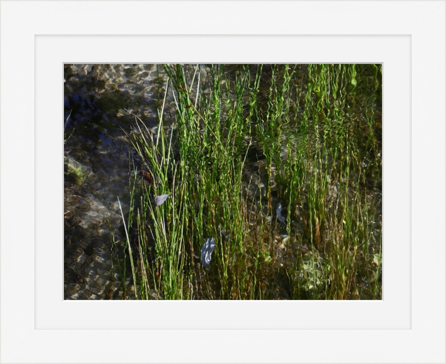 Stream grasses