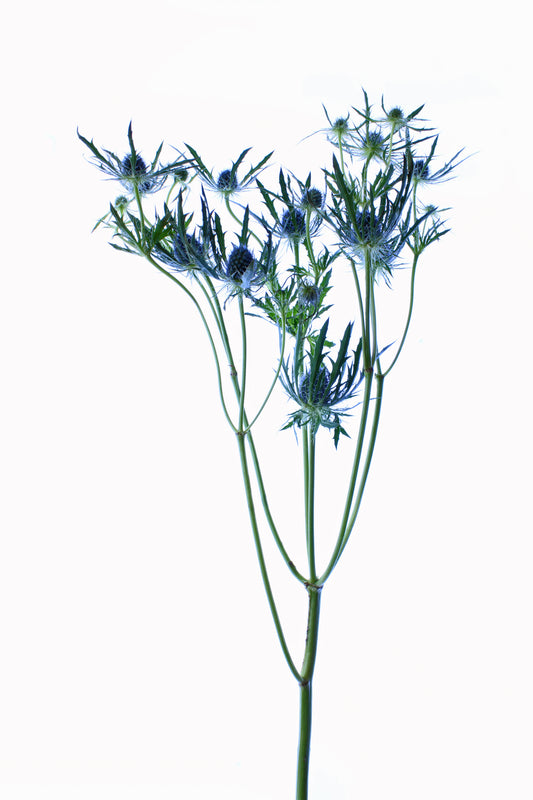 Alpine sea holly