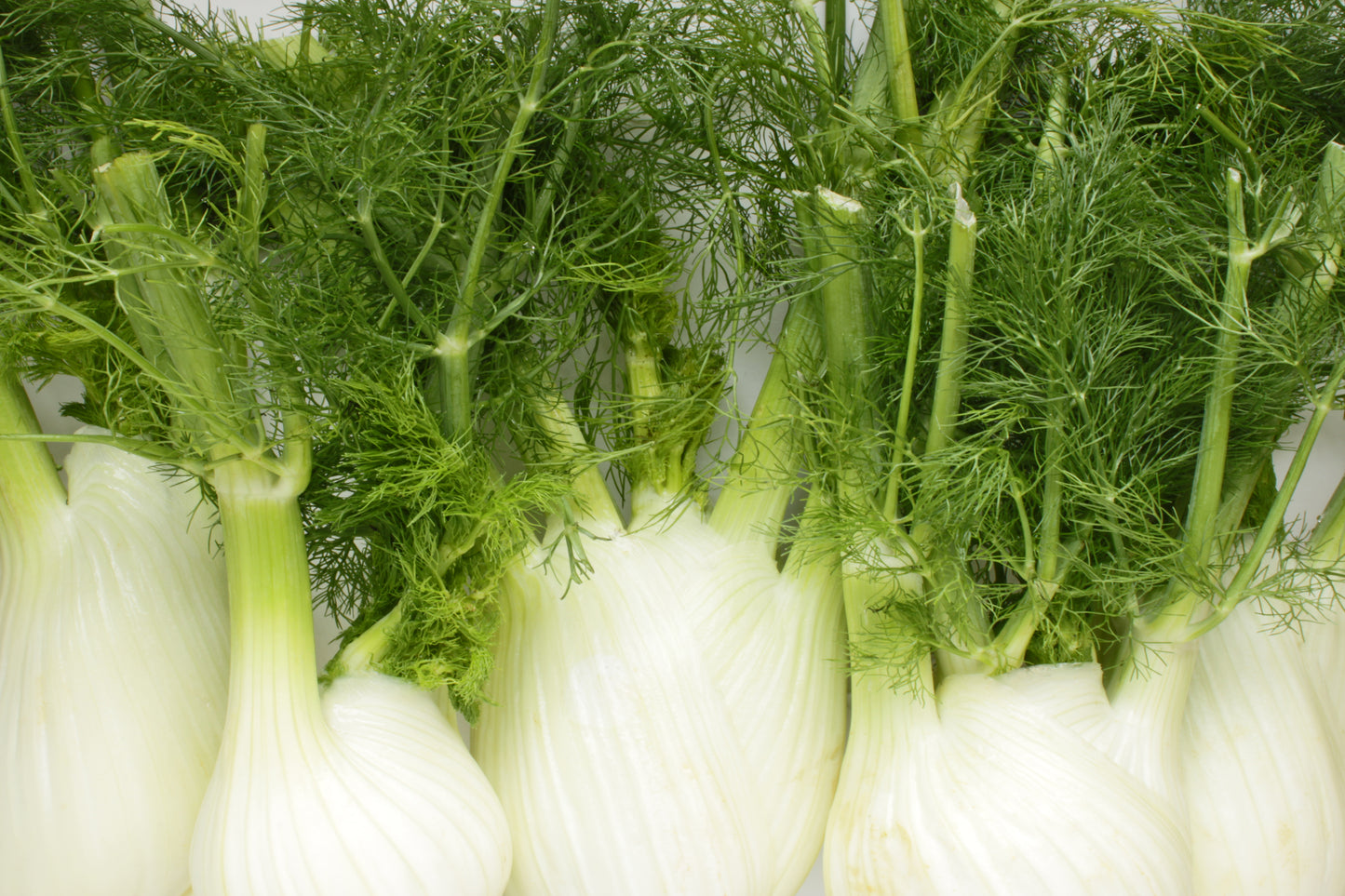 Fennel