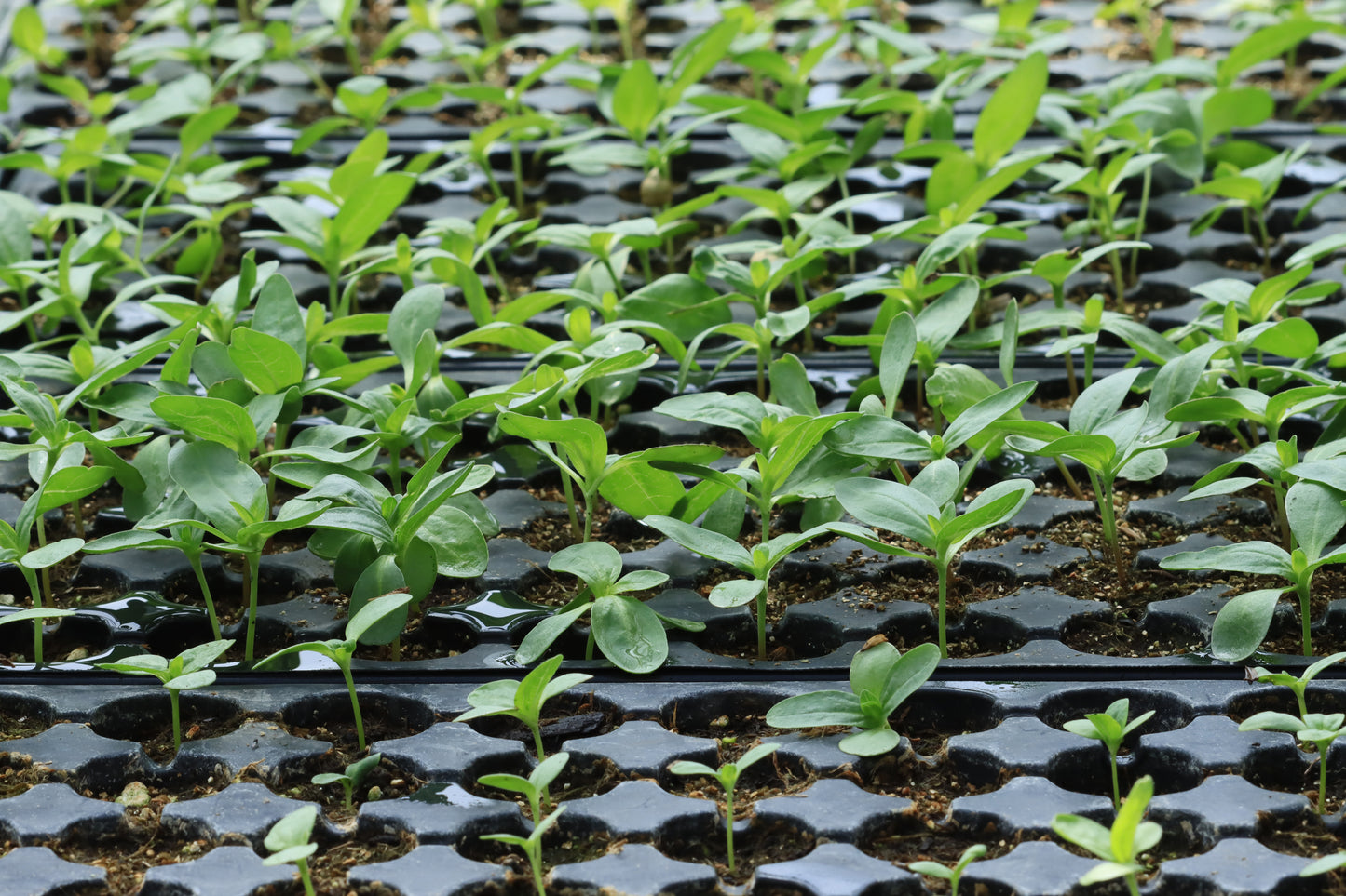 Zinnia seedlings