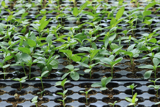 Zinnia seedlings