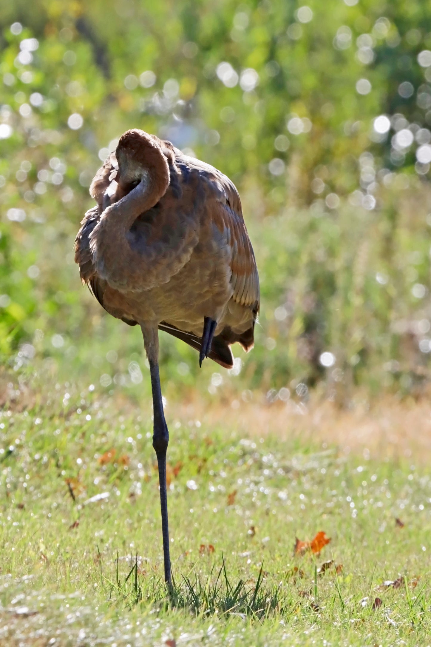 Young crane at rest