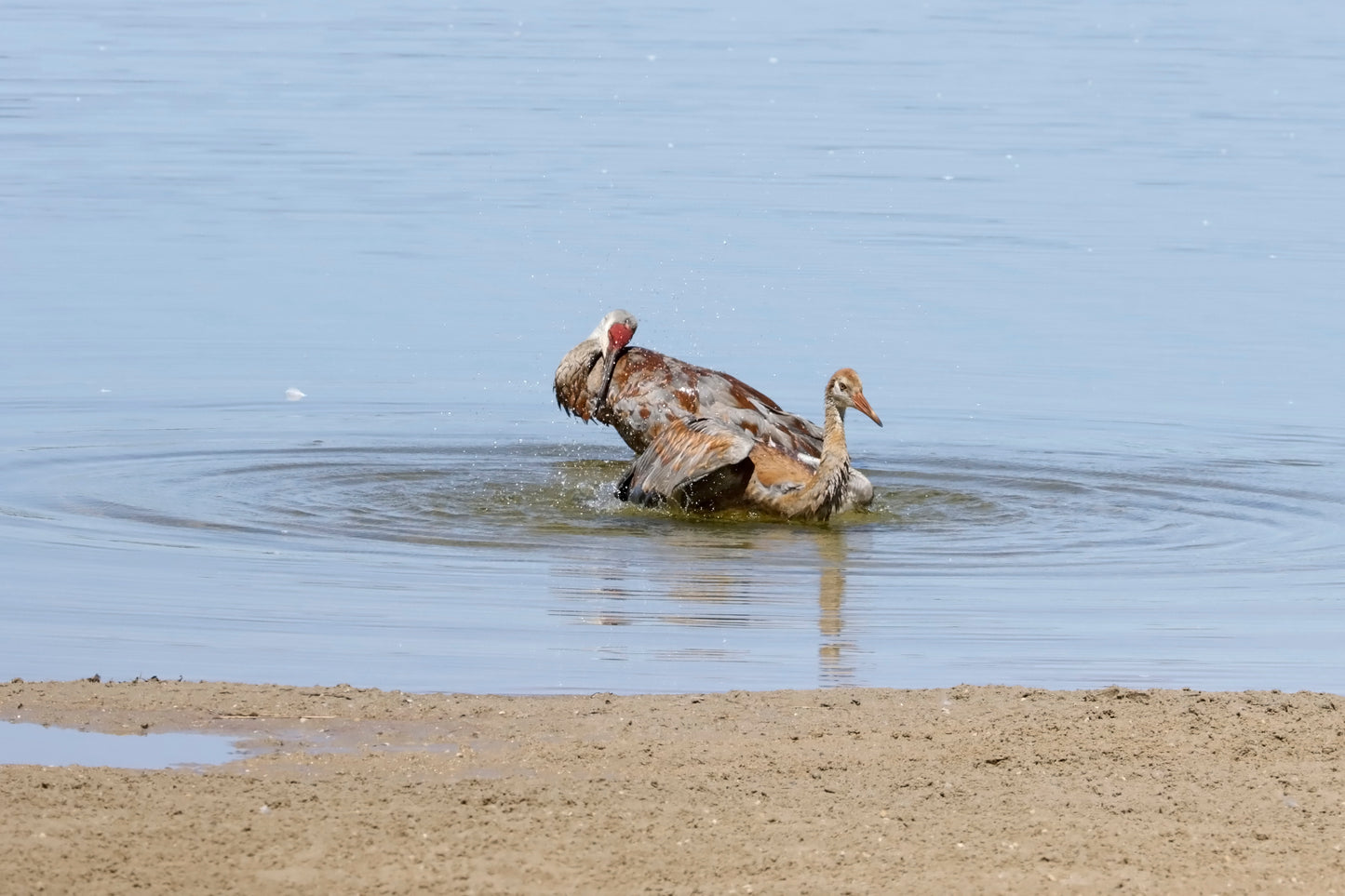 Cranes bathing