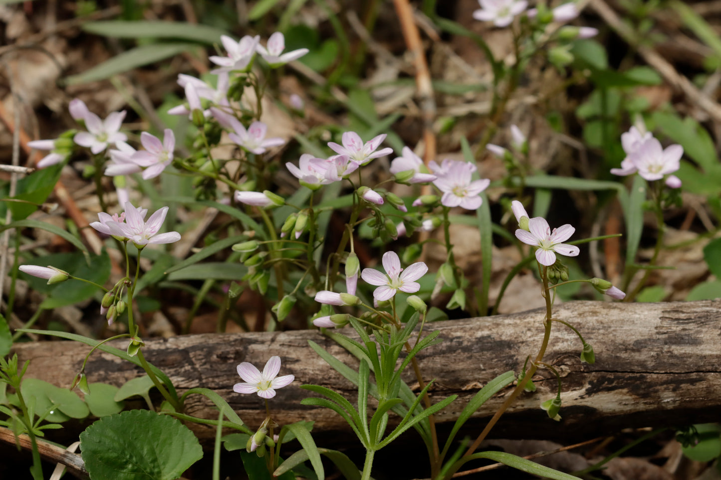 Spring Beauty
