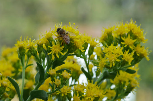 Bee pollinating Stiff Goldenrod