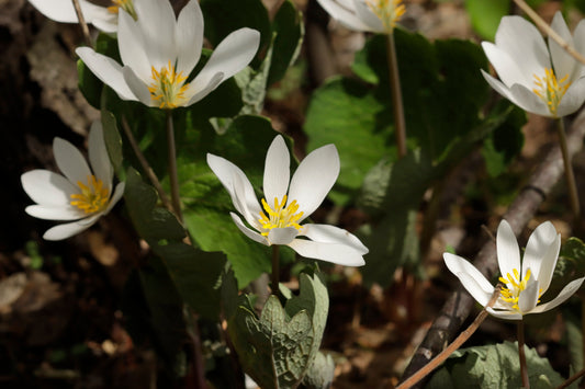 Bloodroot sunbathers