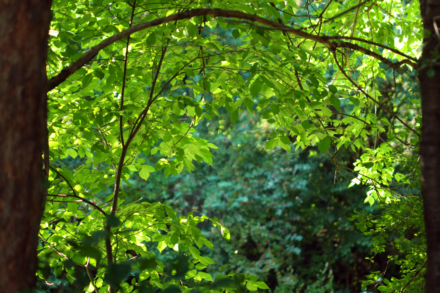 Break in the woods