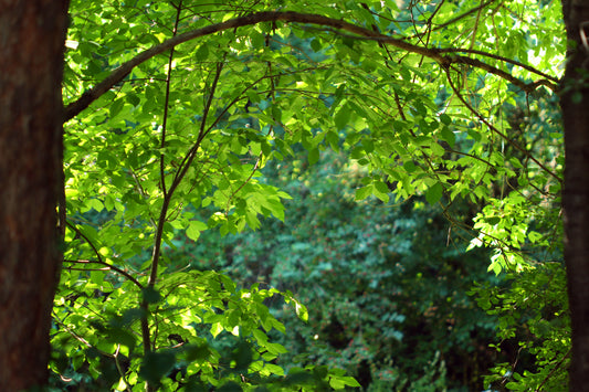 Break in the woods