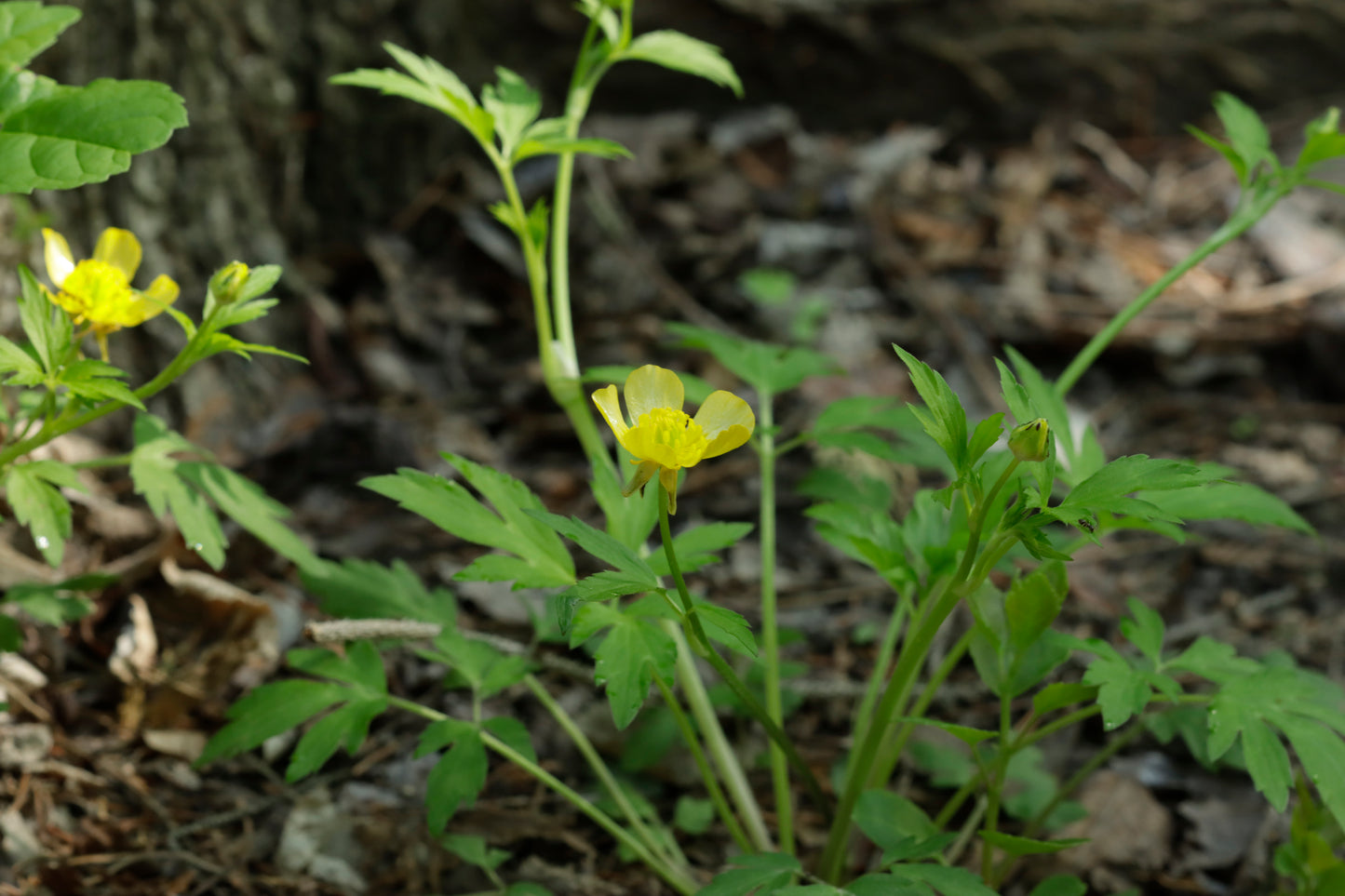 Bristly Buttercup
