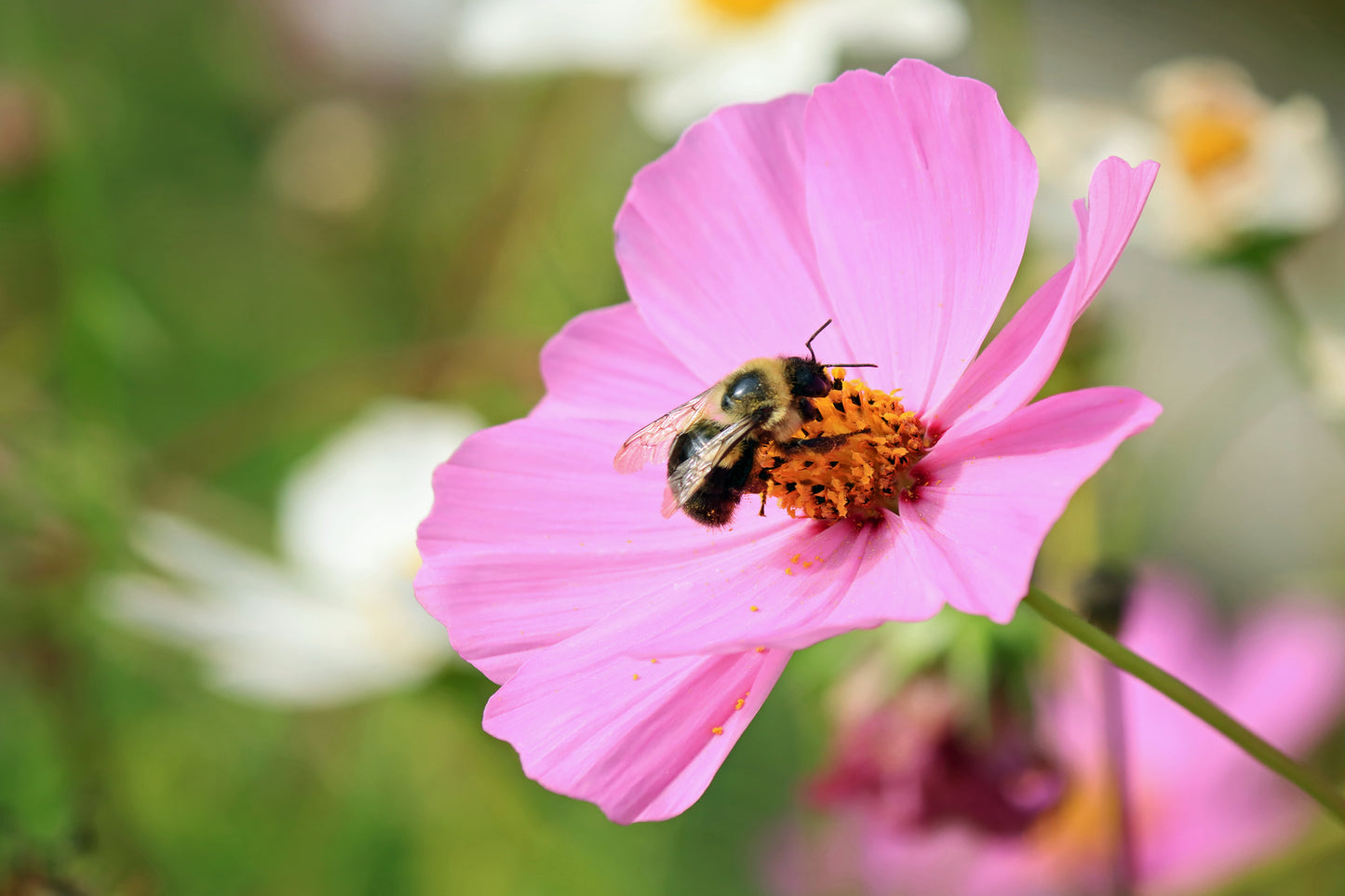Cosmos