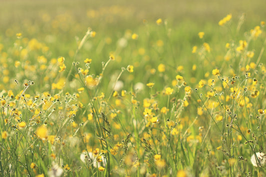 Buttercup meadow