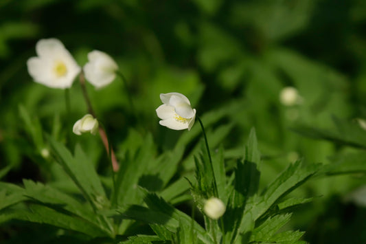 Canada Anemone