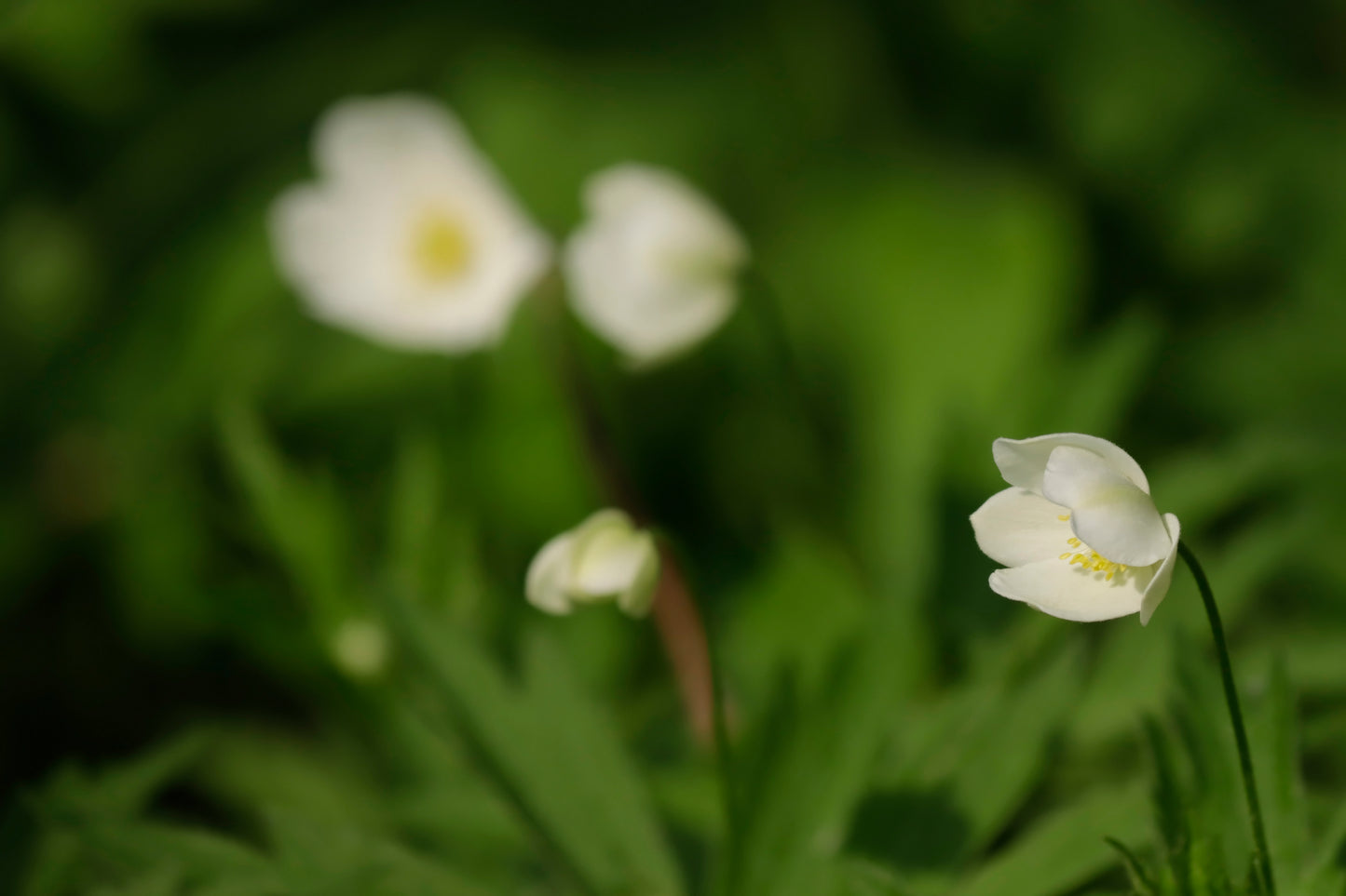 Canada Anemone